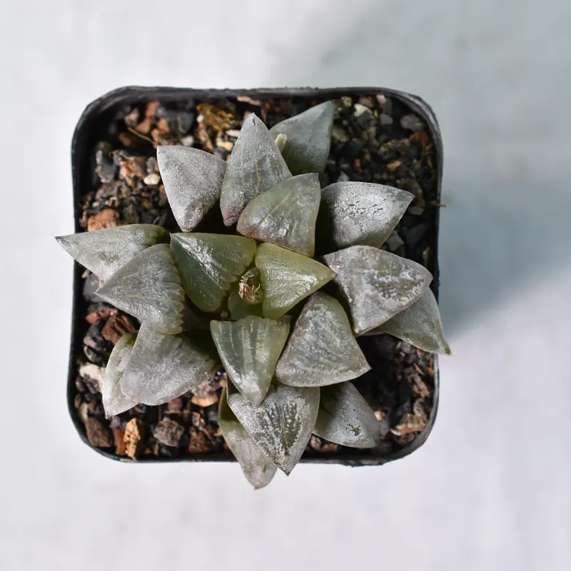 Haworthia magnifica v. atrofusca Haworthia magnifica v. atrofusca top-down view