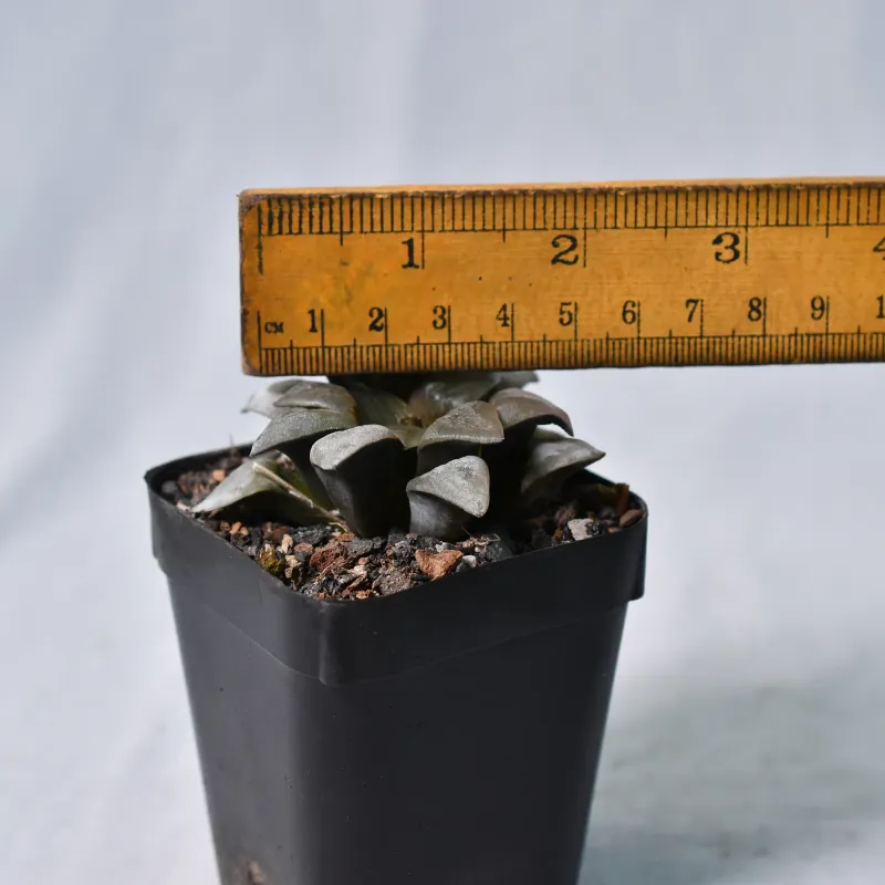 Haworthia magnifica v. atrofusca with ruler for size reference