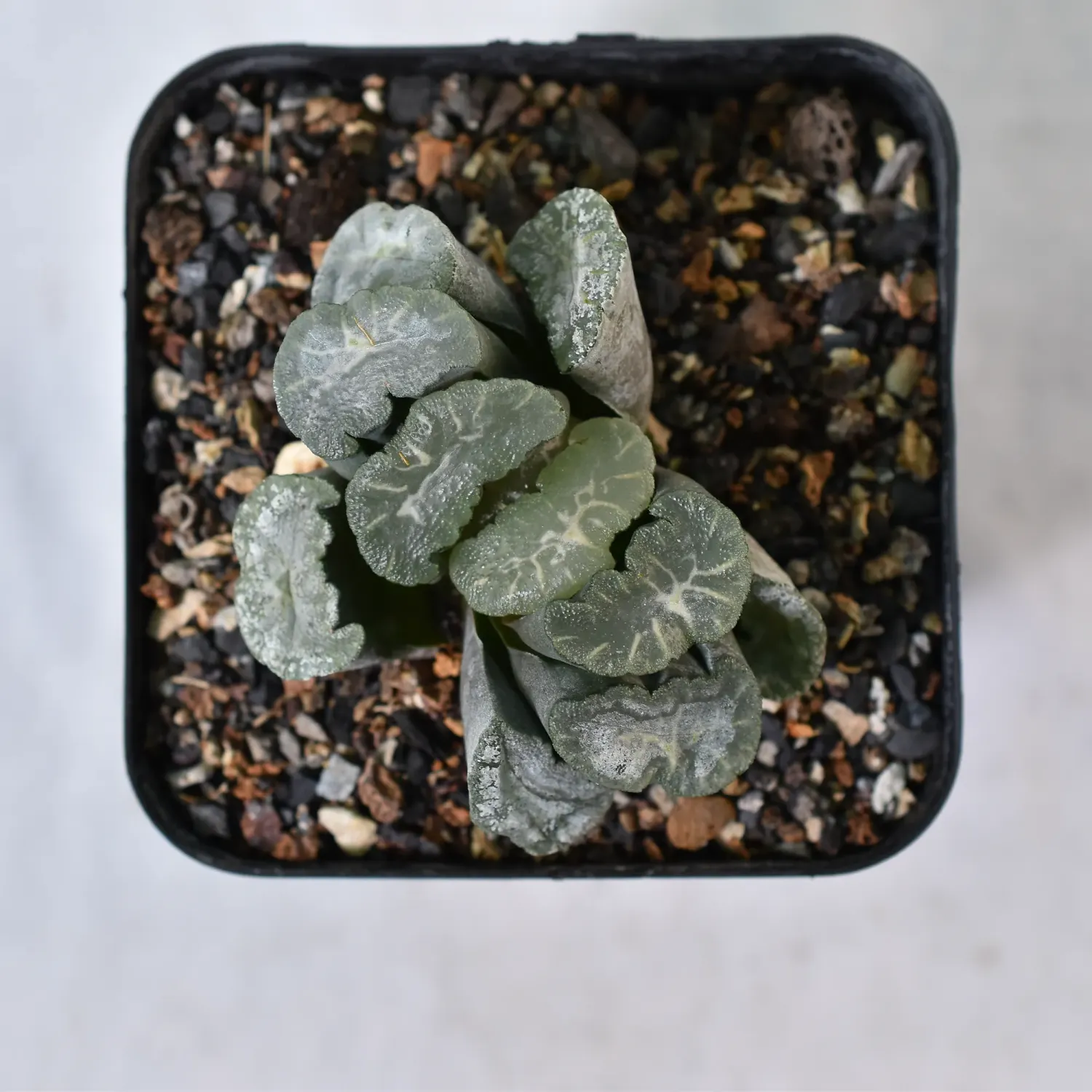 Haworthia truncata