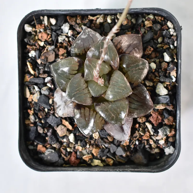 Haworthia  springbokvlakensis (Jpn hyb)