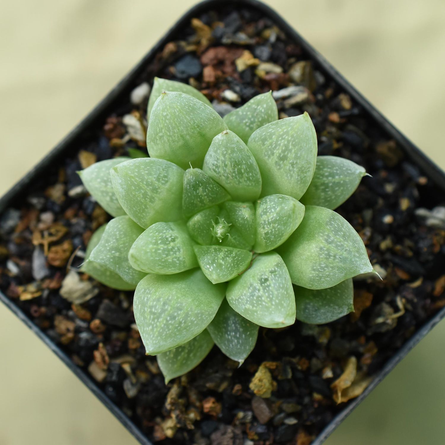 Haworthia cymbiformis White windows clone