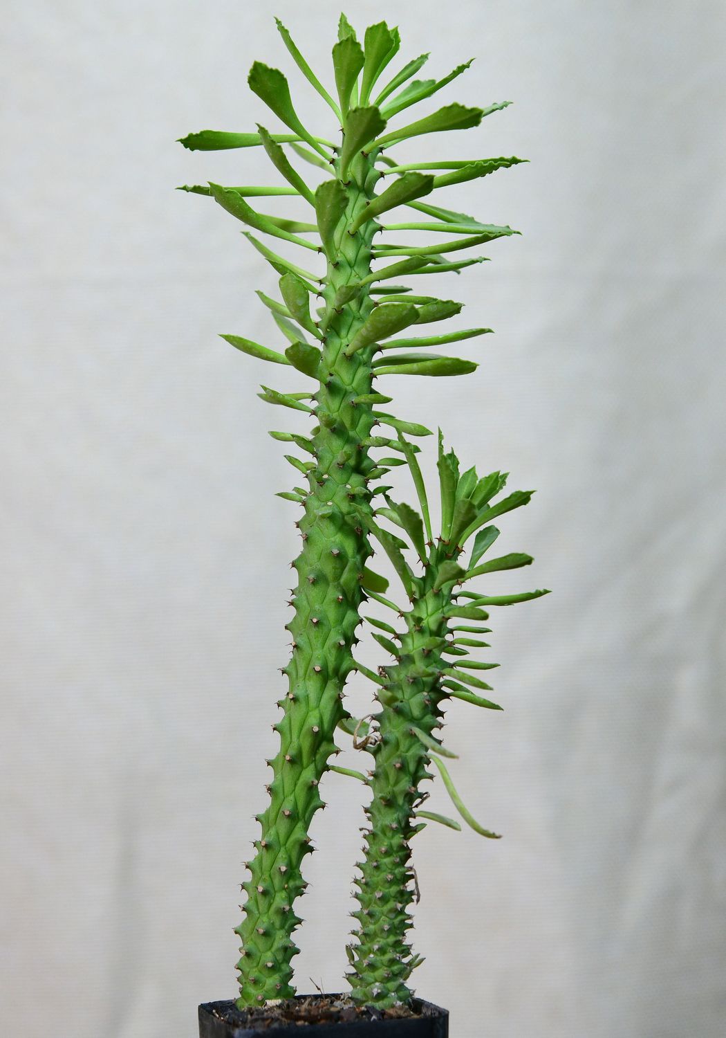 Monadenium guentheri full plant with offset rosette