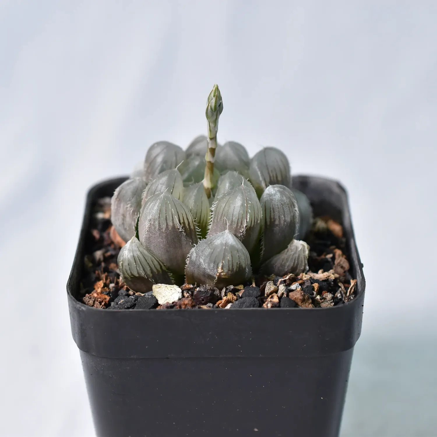 Haworthia obtusa Haworthia obtusa