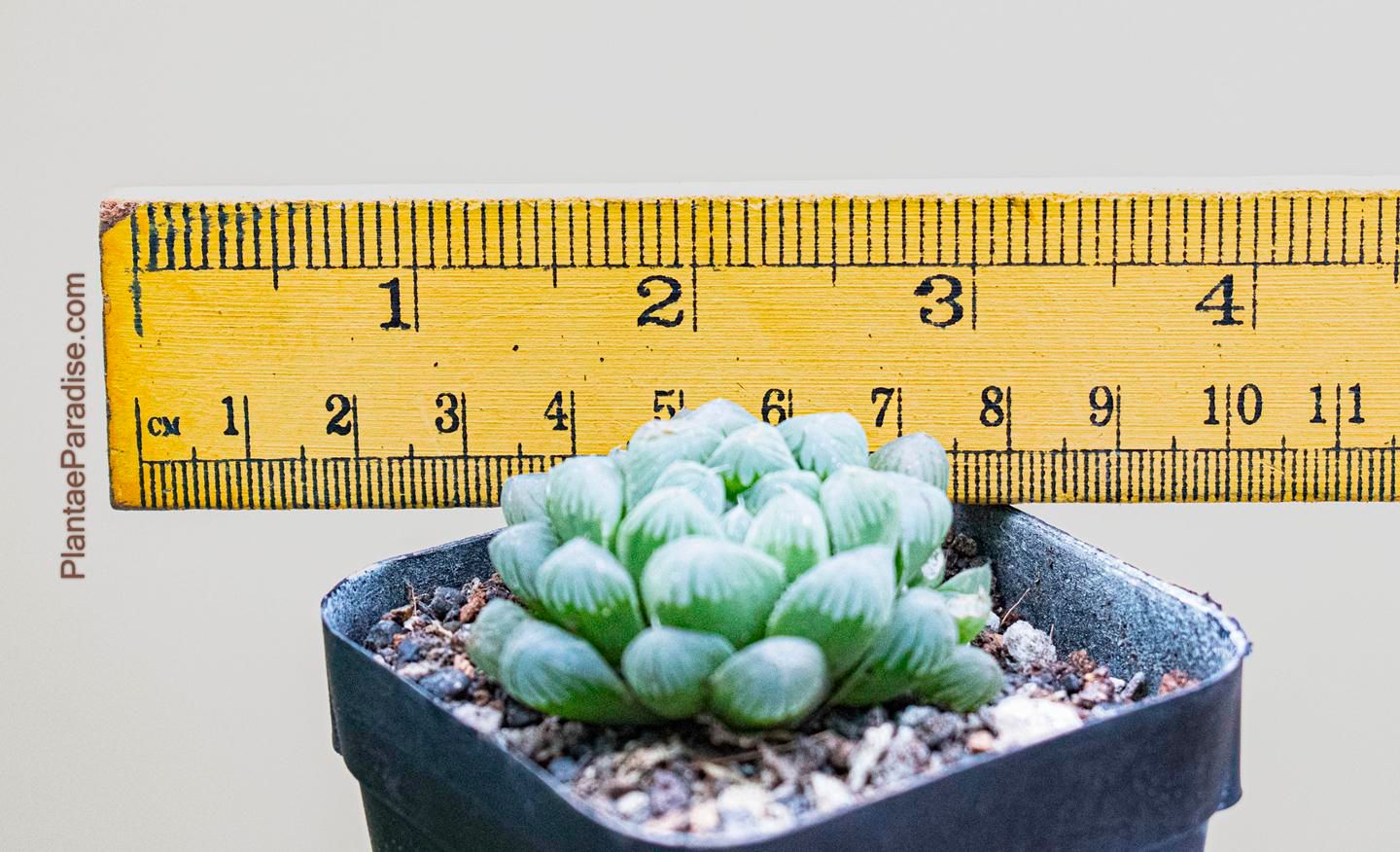 Haworthia cv black obtusa Haworthia cv black obtusa with ruler for size reference