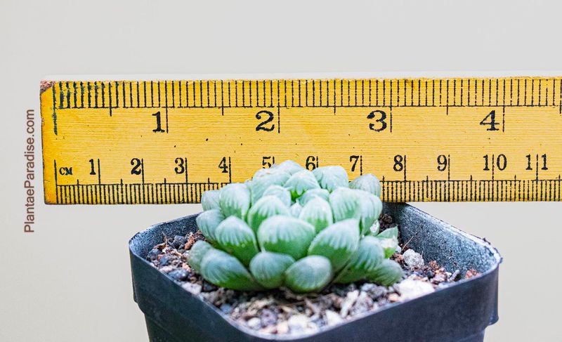 Haworthia cv black obtusa Haworthia cv black obtusa with ruler for size reference