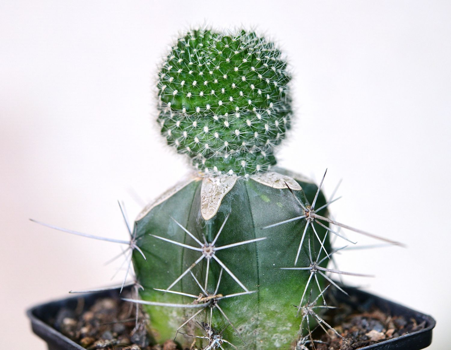 Rebutia carminae front view
