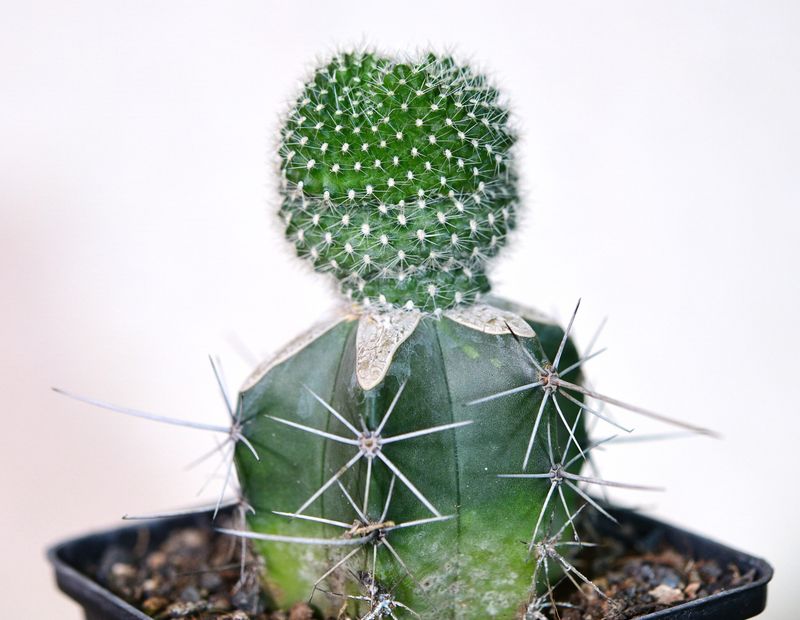 Rebutia carminae