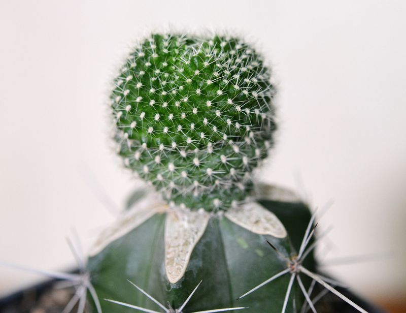 Rebutia carminae