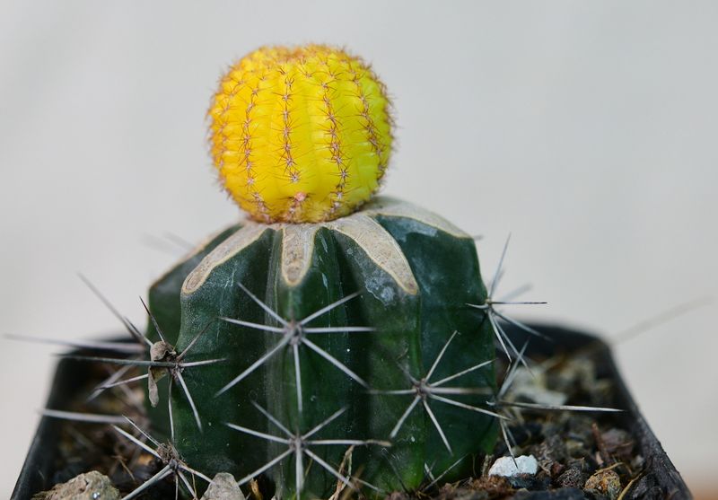 Variegated Rebutia hybrid Red flowered close-up of spines and yellow crown