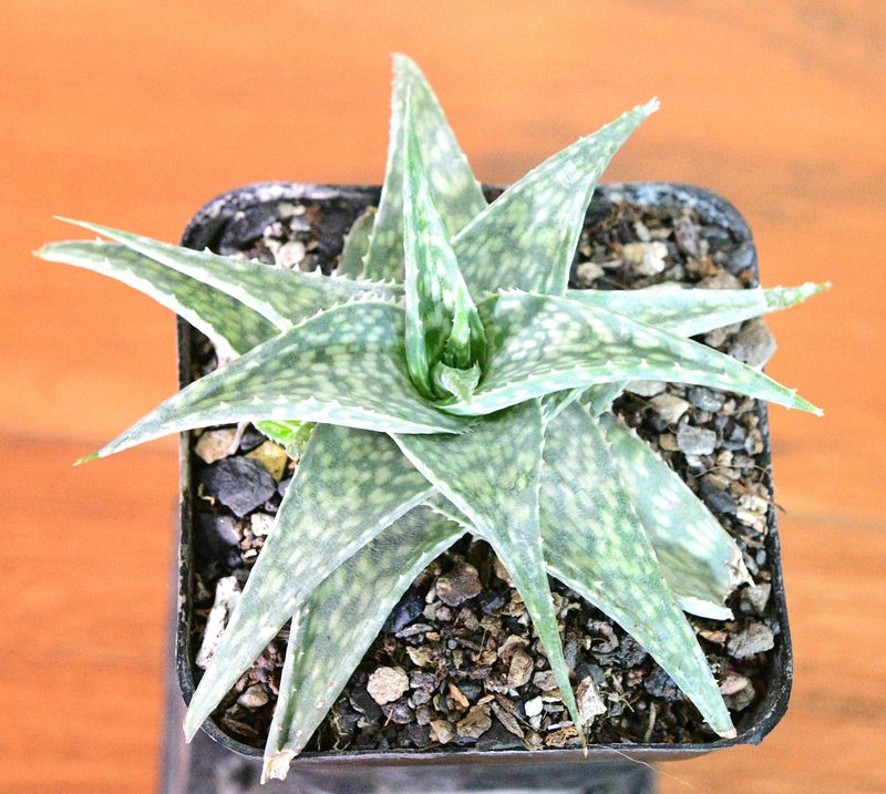Aloe Rauhii Hybrid (Compact Size) Aloe Rauhii Hybrid (Compact Size) top-down view