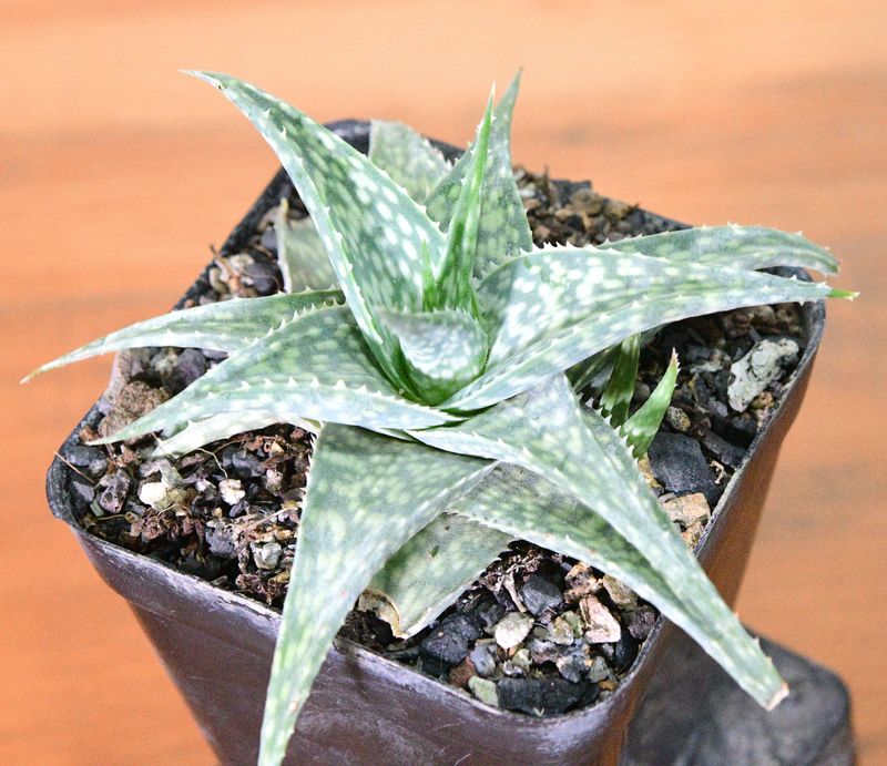 Aloe Rauhii Hybrid (Compact Size) side angle view