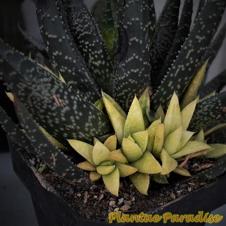 Gasteraloe Goliath Ghost of Carlsbad top-down view of flowering rosette