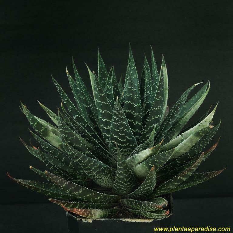 Gasteraloe Goliath Ghost of Carlsbad full rosette view