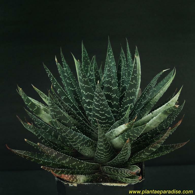 Gasteraloe Goliath Ghost of Carlsbad full rosette view