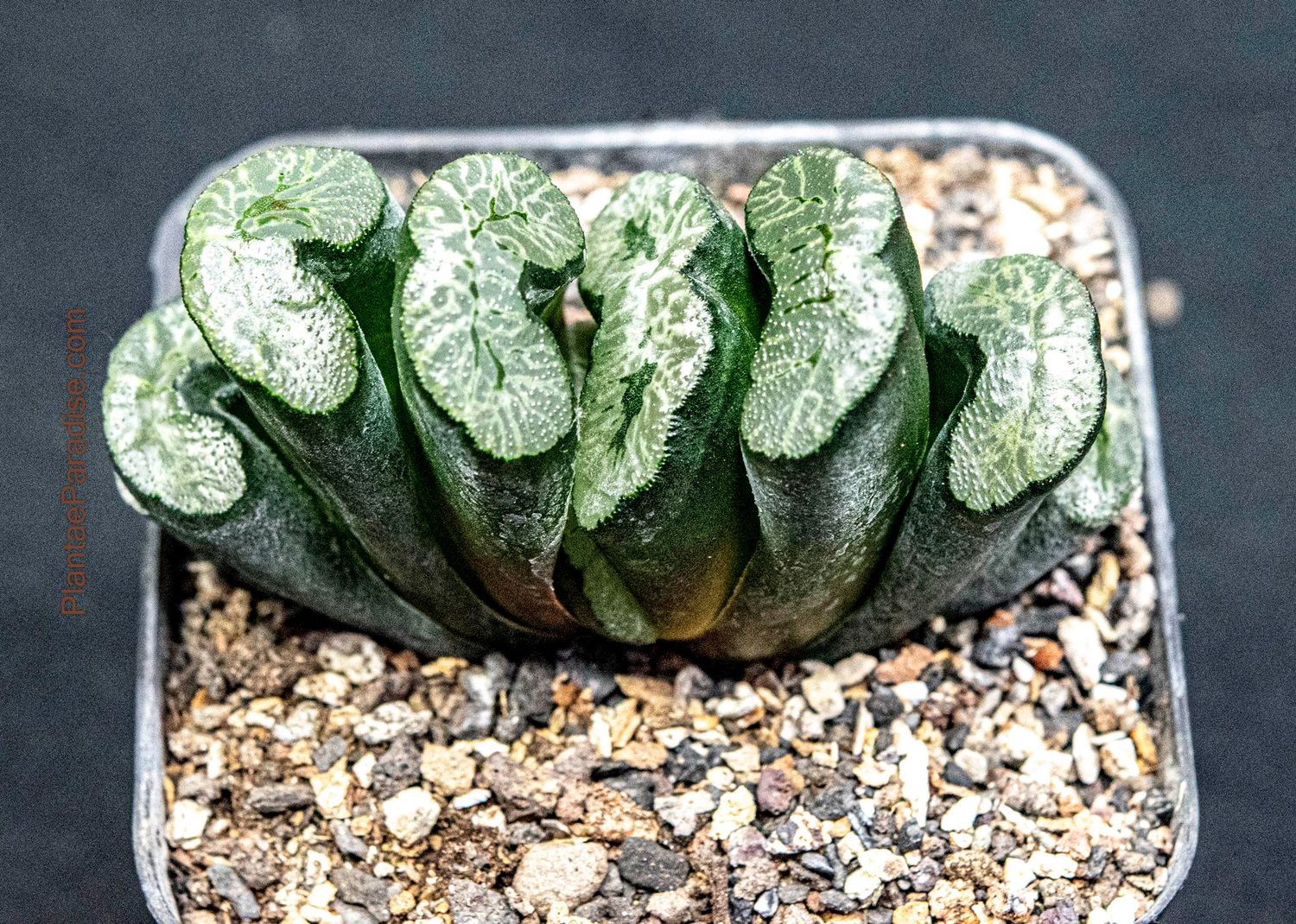 Haworthia truncata (thin Broad leaf clone) top-down view