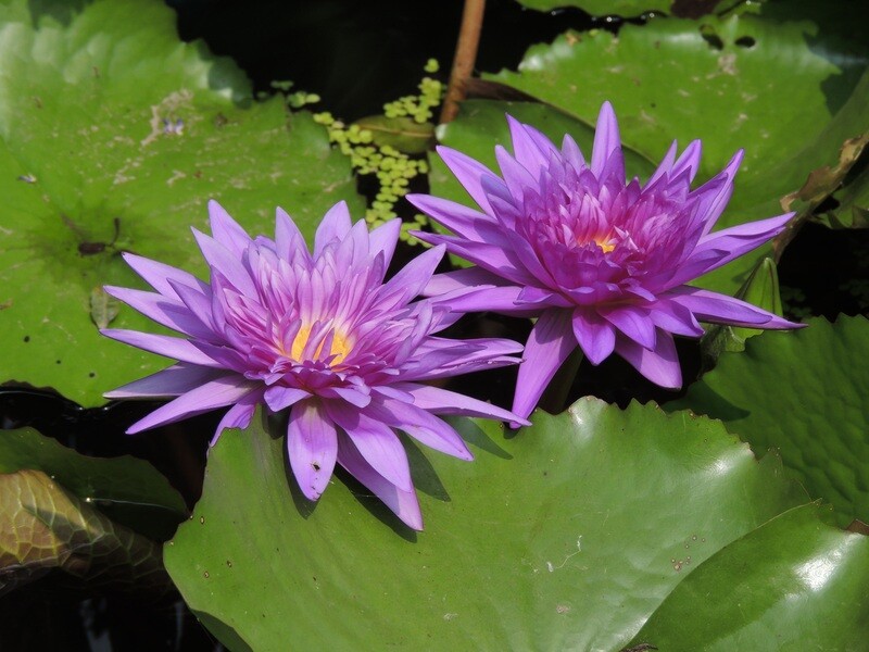 King of Siam A Tropical Water lily multiple blooms clustered together