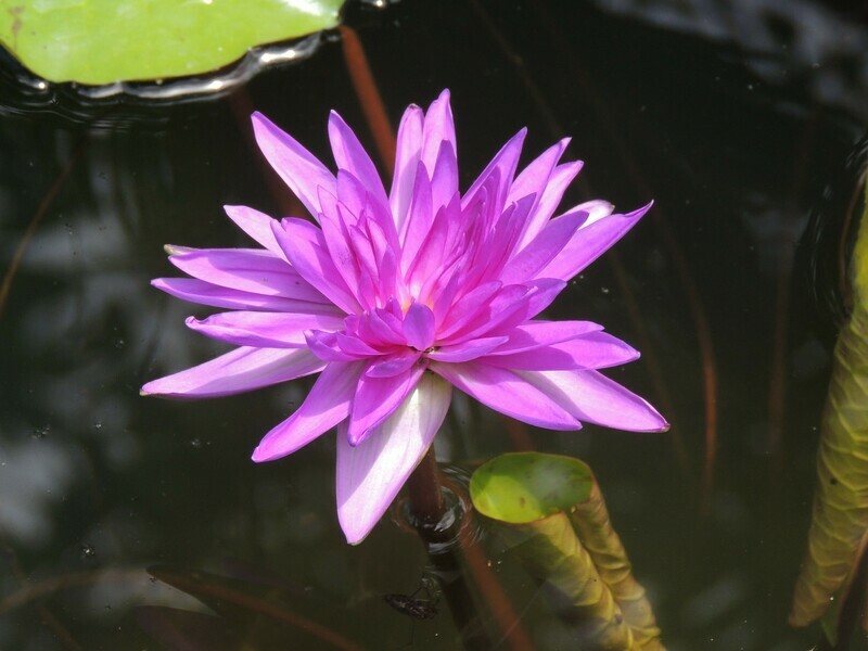 King of Siam A Tropical Water lily single bloom close-up