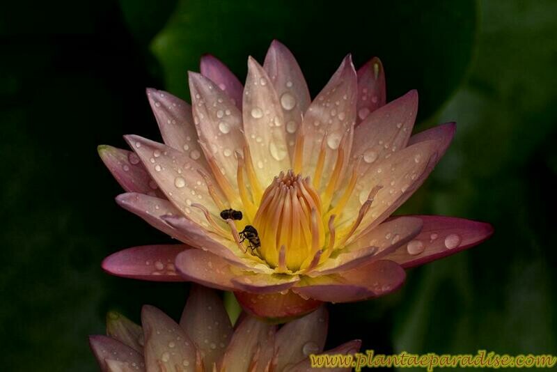 Sadchaipol a Tropical Water Lily with water droplets and visiting bee