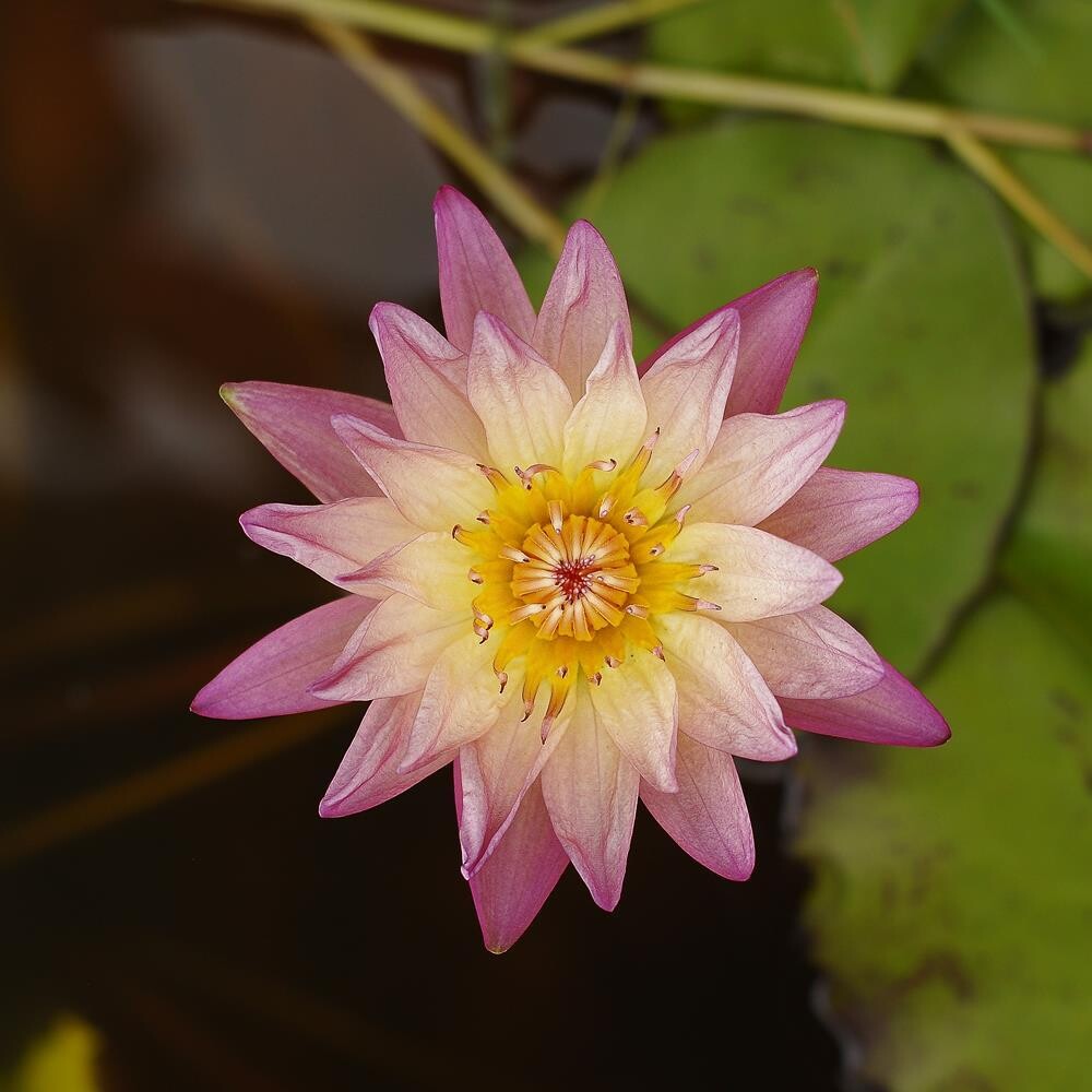 Sadchaipol a Tropical Water Lily in full bloom, top-down view
