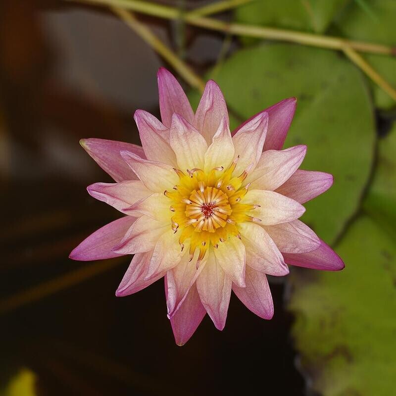 Sadchaipol a Tropical Water Lily in full bloom, top-down view