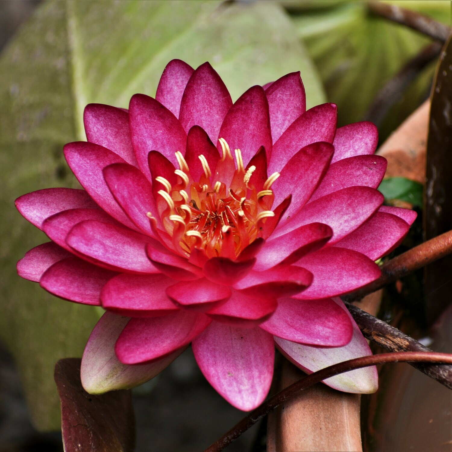 Manee Red Manee Red water lily fully open with prominent yellow stamens