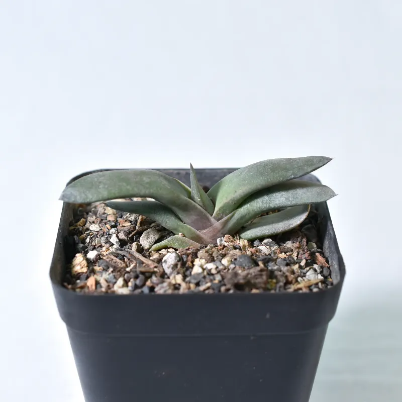 Gasteria Glomerata (Kouga Gasteria)