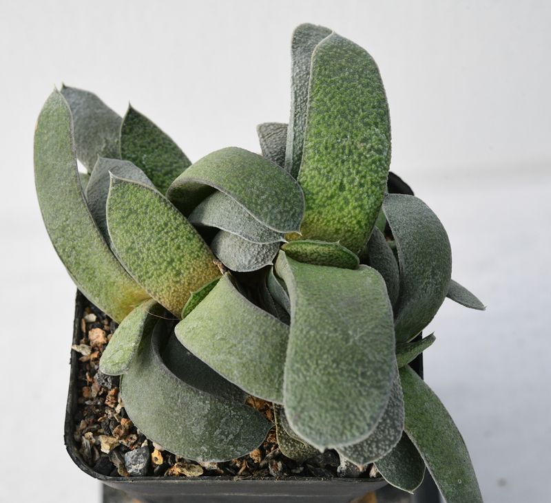 Gasteria Suurberg gastum Gasteria Suurberg gastum