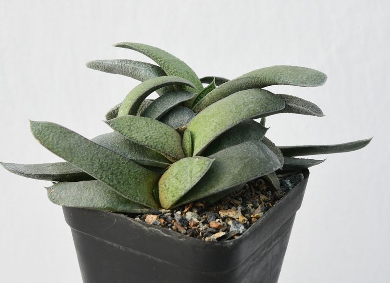 Gasteria Suurberg gastum