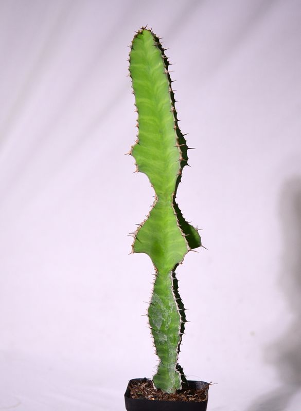 Euphorbia grandicornis