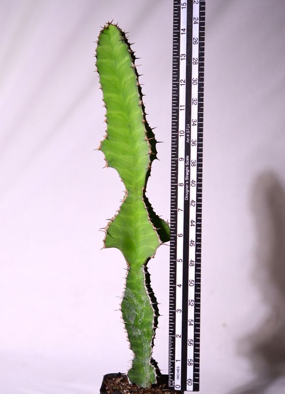 Euphorbia grandicornis