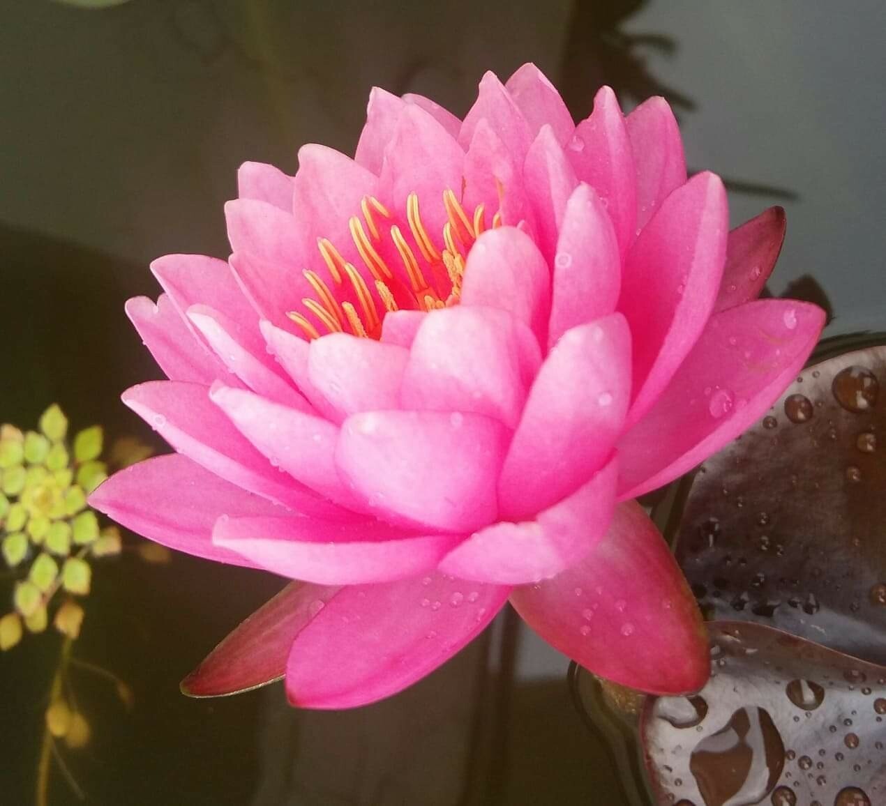 Water Lily Siam Nymph with butterfly visitor