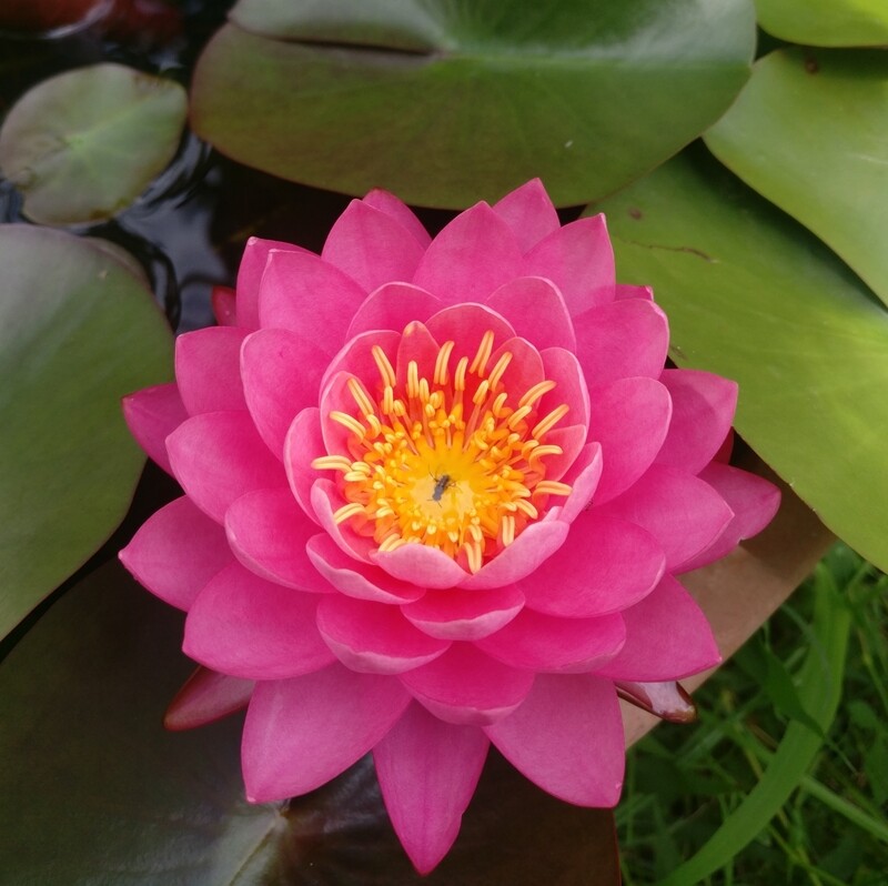 Water Lily Siam Nymph close-up bloom with lily pads