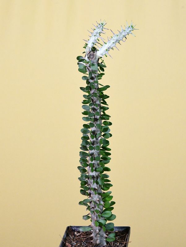 Alluaudia procera