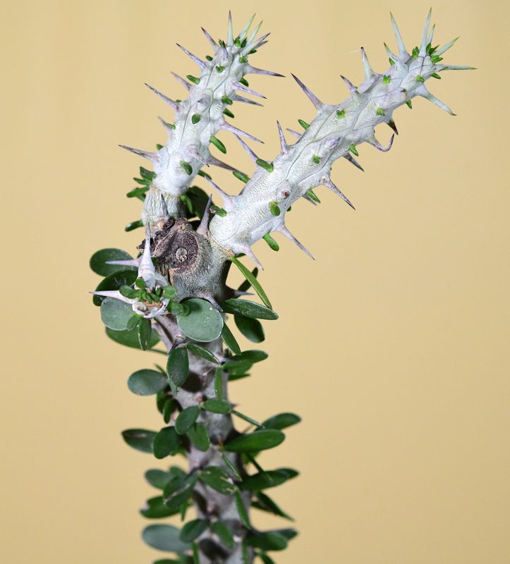 Alluaudia procera