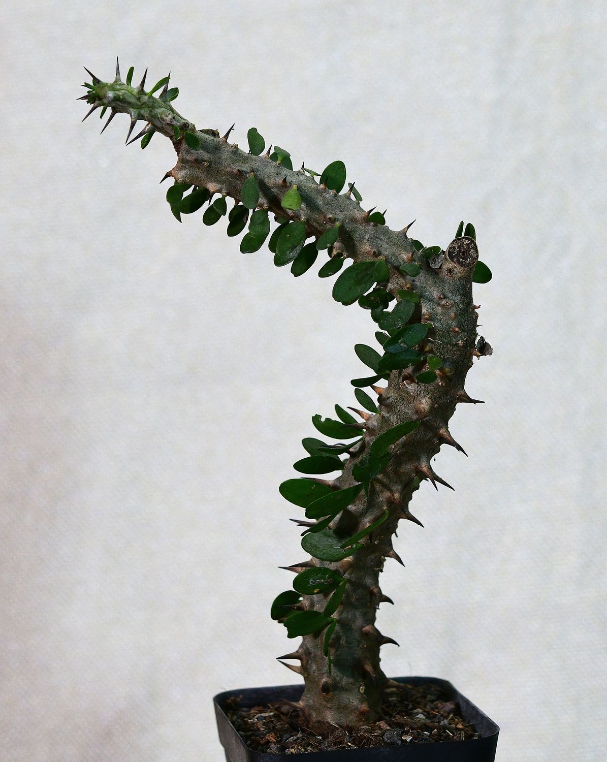 Alluaudia procera Alluaudia procera