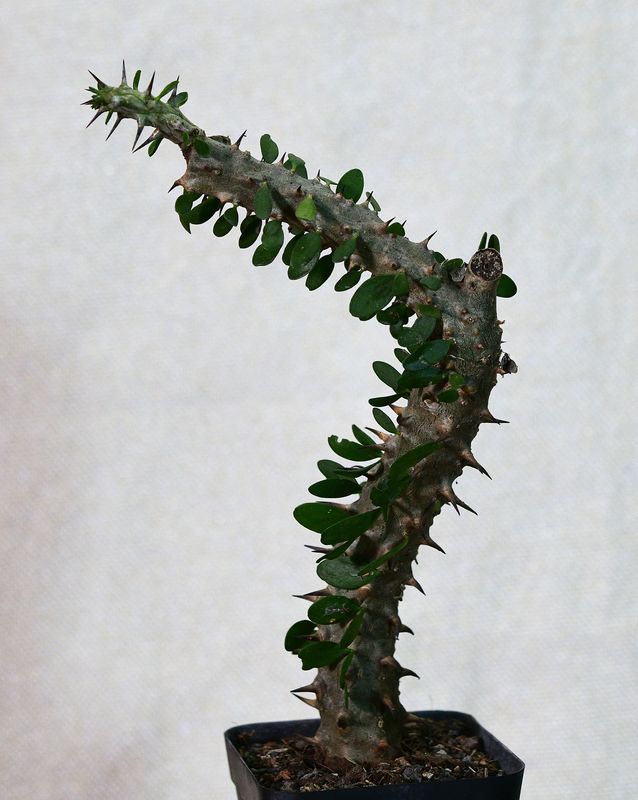 Alluaudia procera Alluaudia procera