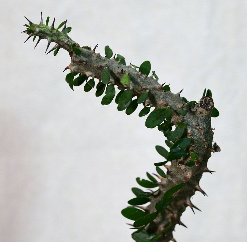 Alluaudia procera