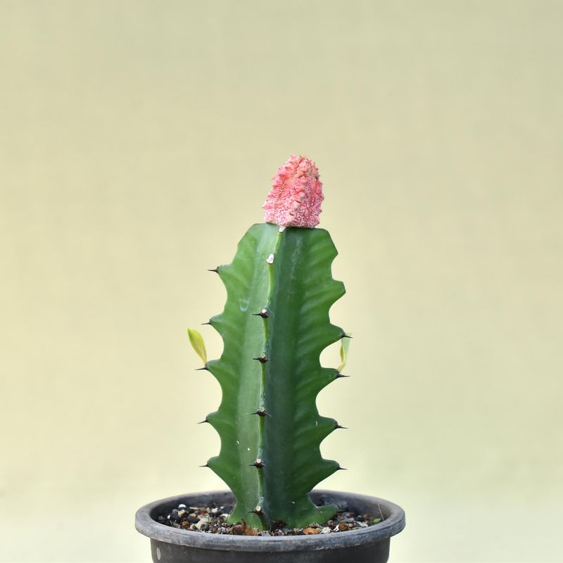 Euphorbia abdelkuri Damask