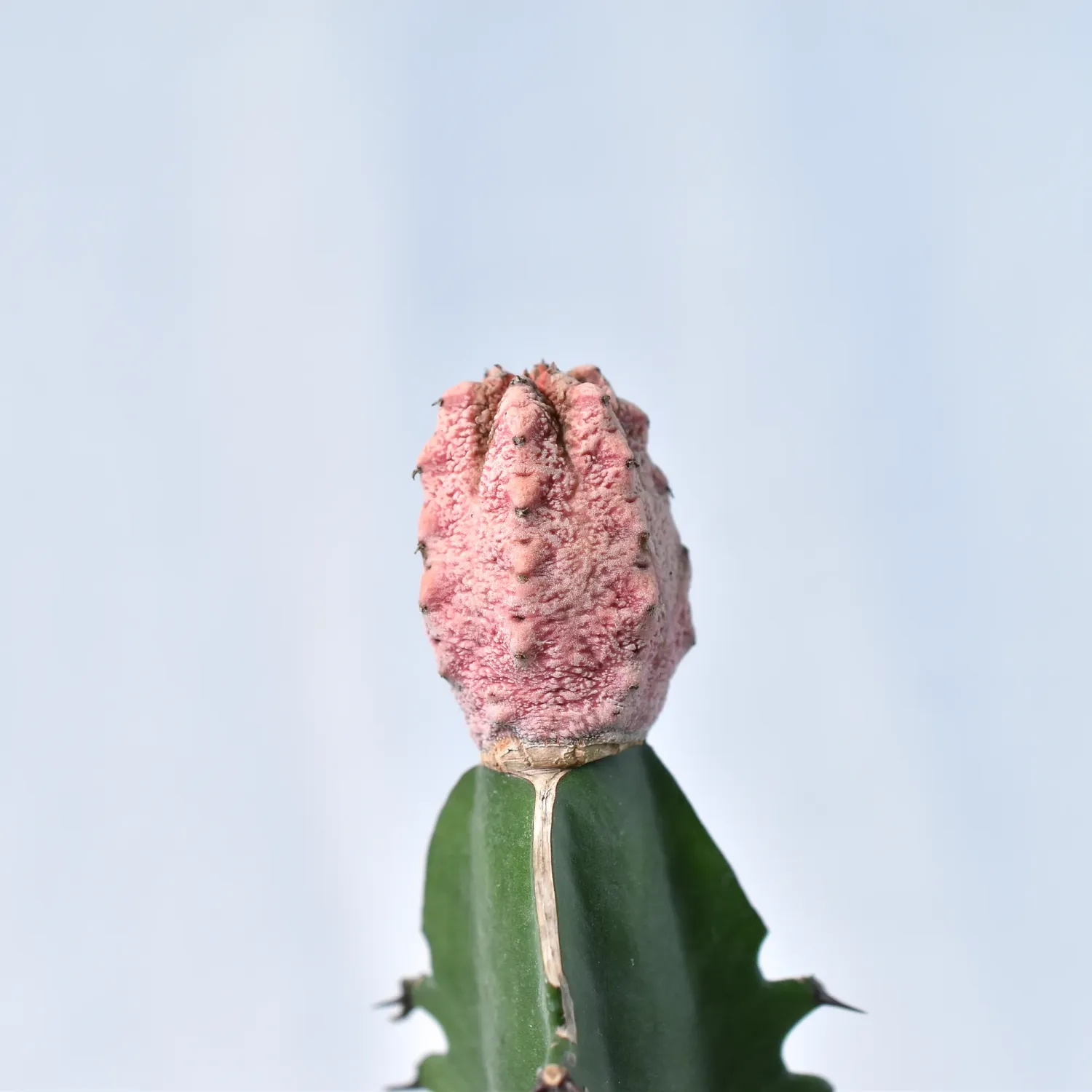 Euphorbia abdelkuri Damask