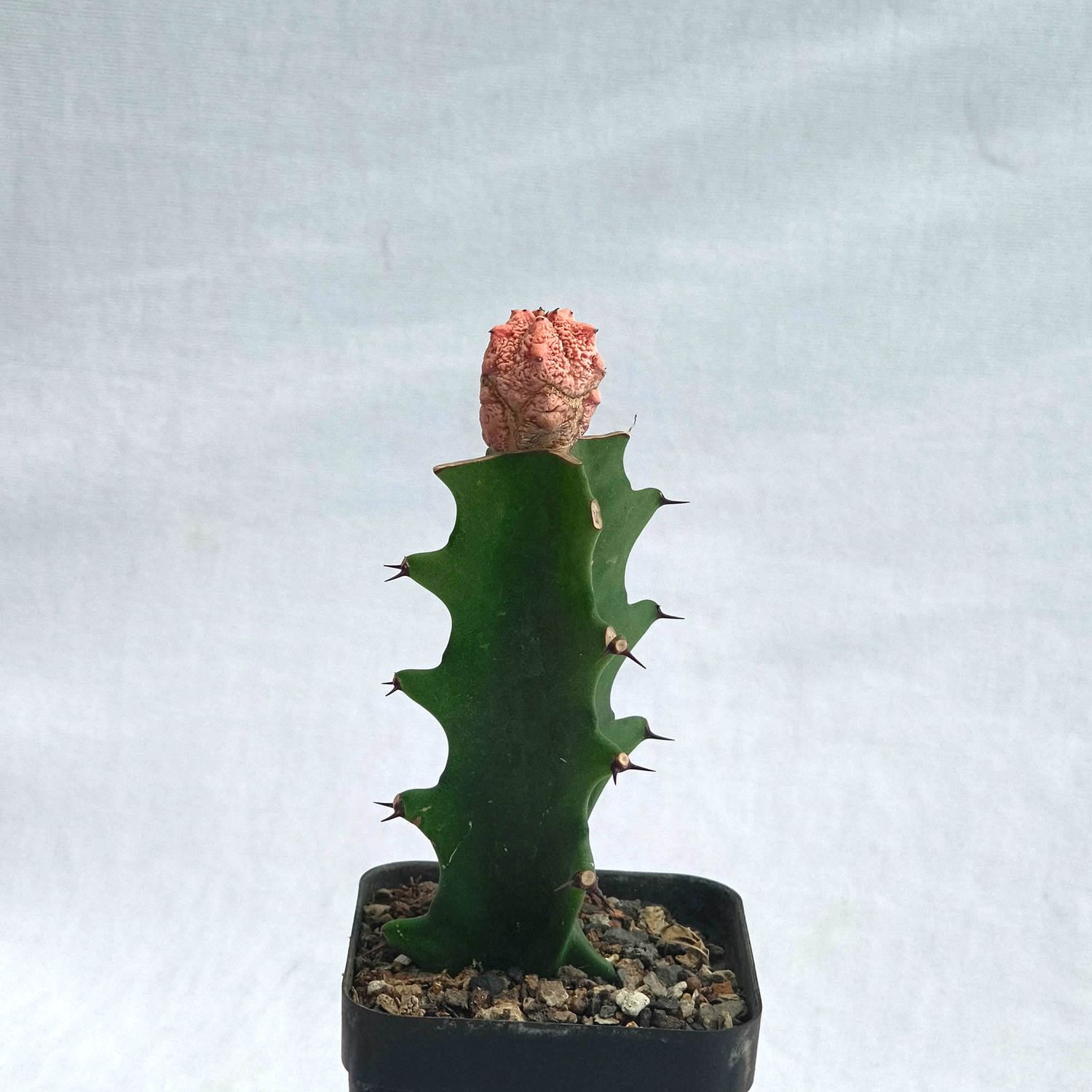 Euphorbia abdelkuri Damask