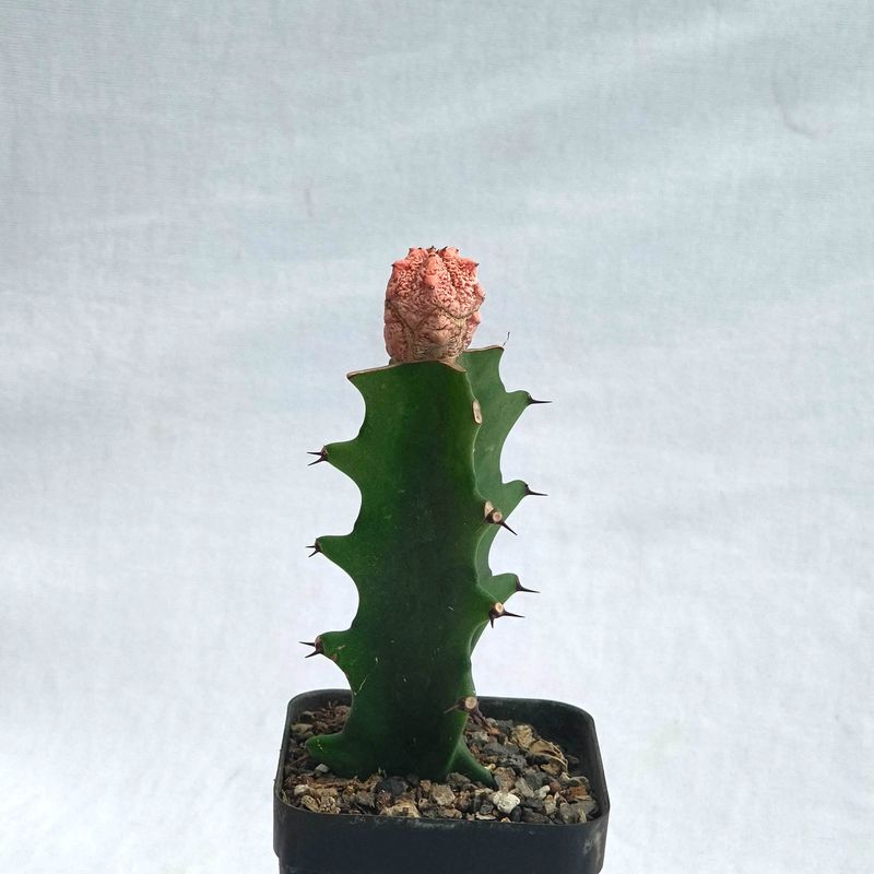 Euphorbia abdelkuri Damask