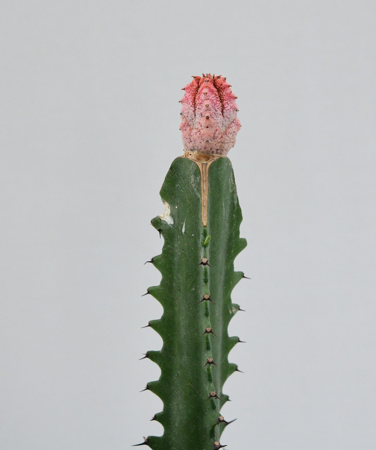 Euphorbia abdelkuri Damask
