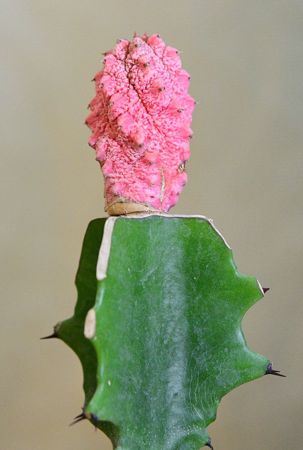 Euphorbia abdelkuri Damask Euphorbia abdelkuri Damask