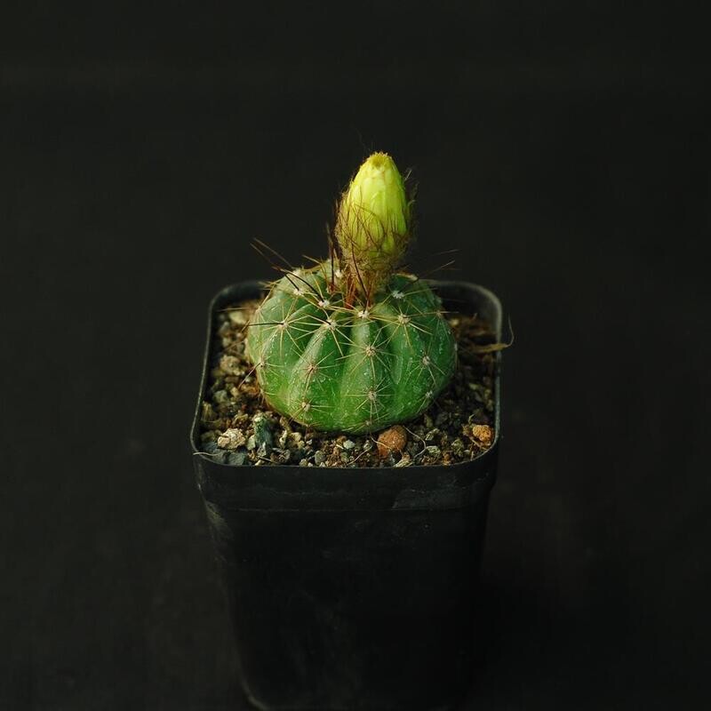 Parodia ottonis with yellow flower bud