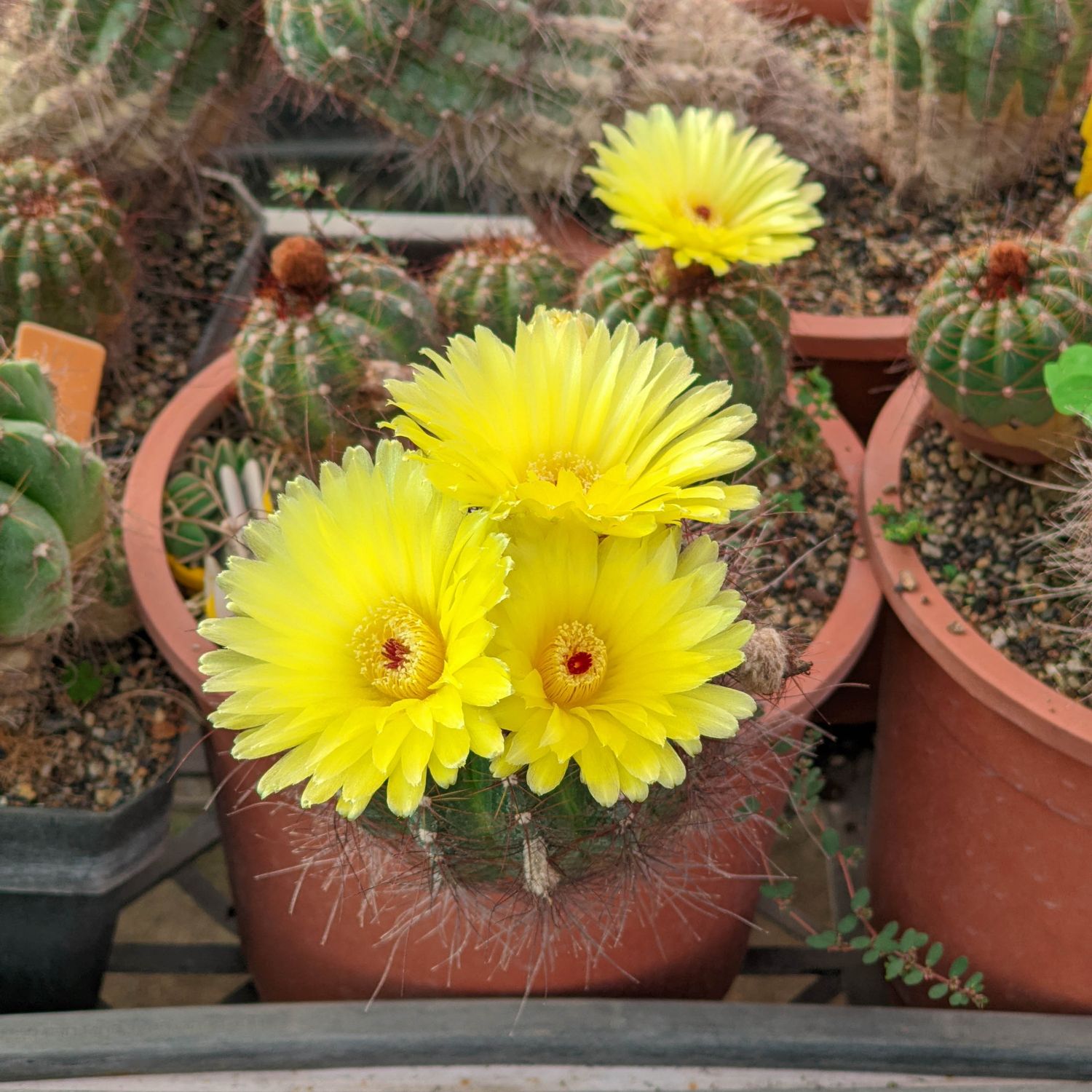 Parodia ottonis