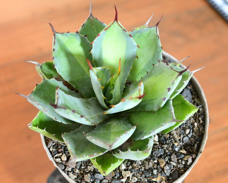 Agave 'Kissho Kan Nishiki' Mediopicta Lime Green variegation Agave 'Kissho Kan Nishiki' Mediopicta Lime Green variegation in pot, top-down view