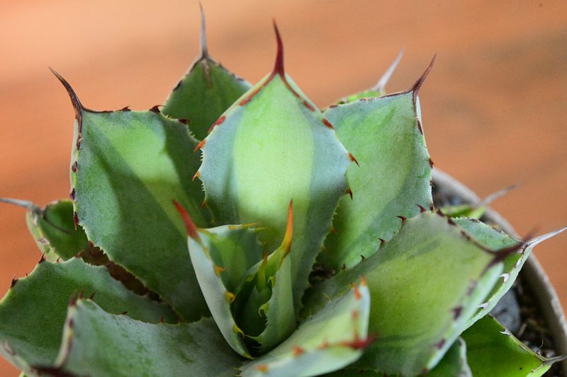 Agave 'Kissho Kan Nishiki' Mediopicta Lime Green variegation close-up of rosette center