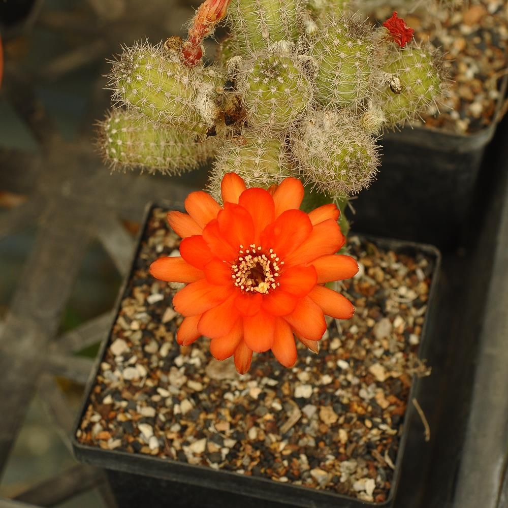 Chaemolobivia (CR033  Orange Glow) (Peanut Cactus)