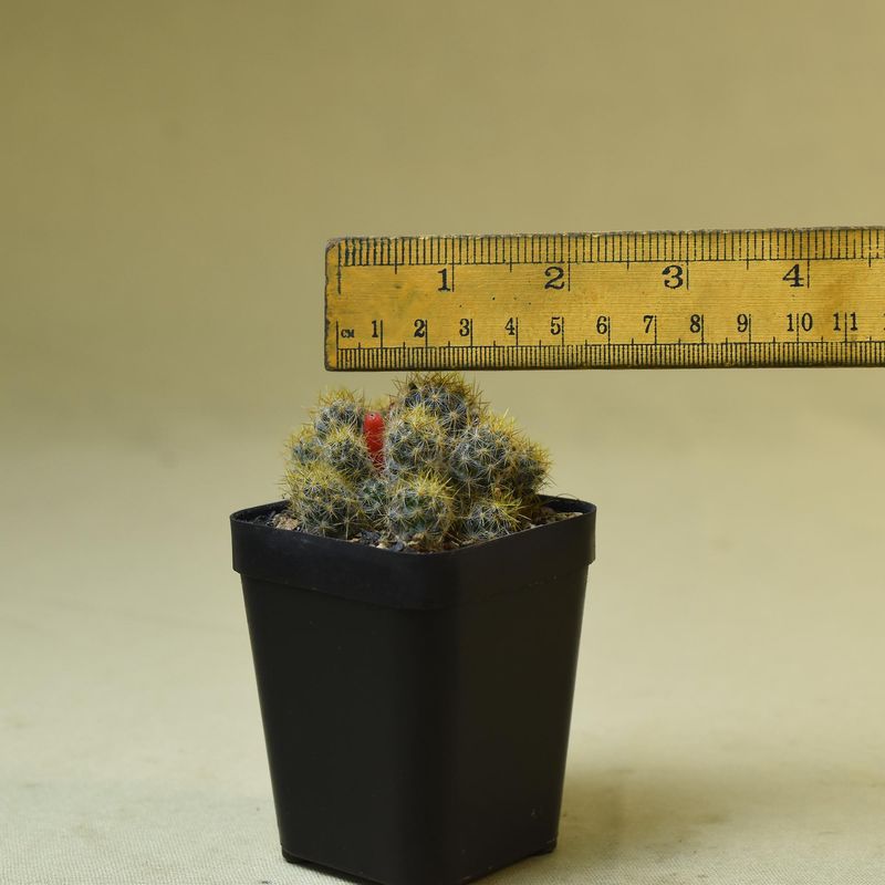 Mammillaria Prolifera (Golden Spines) with ruler for size reference