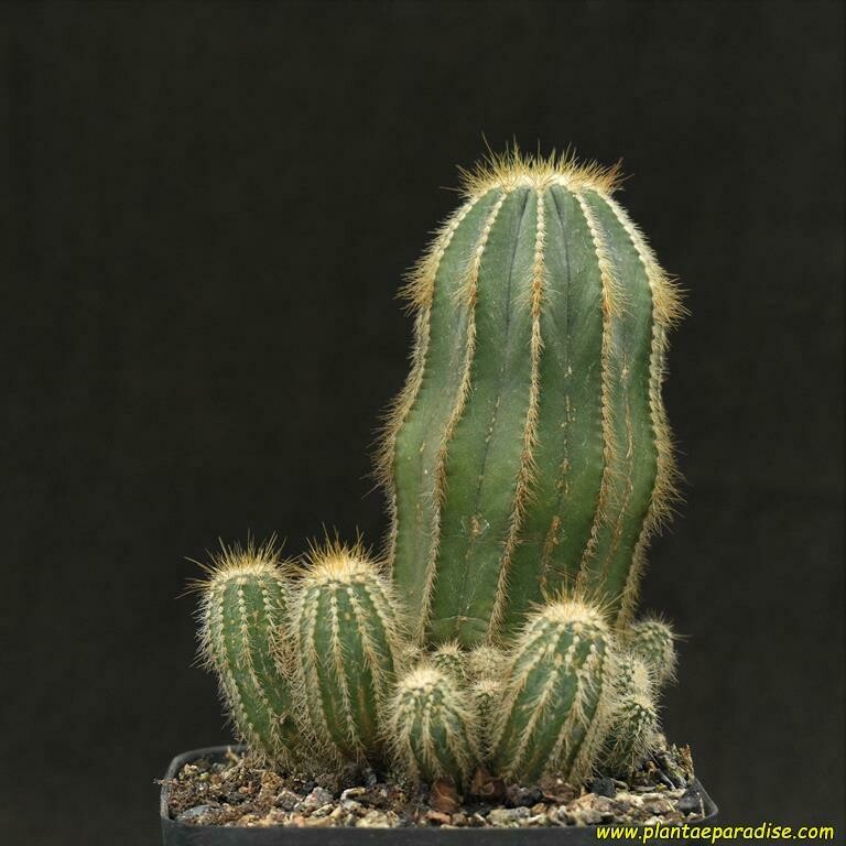 Notocactus magnificus monstrous green cv